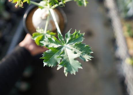 錦珊瑚 　《8》