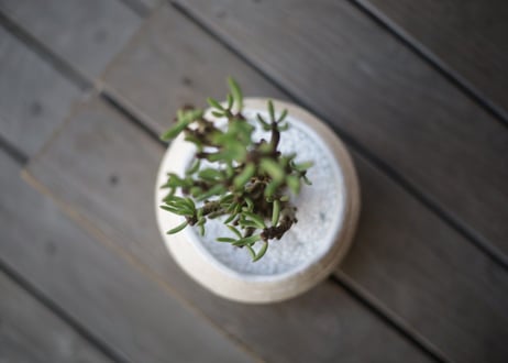 チレコドン ブッコルジアヌス　Tylecodon buchholzianus