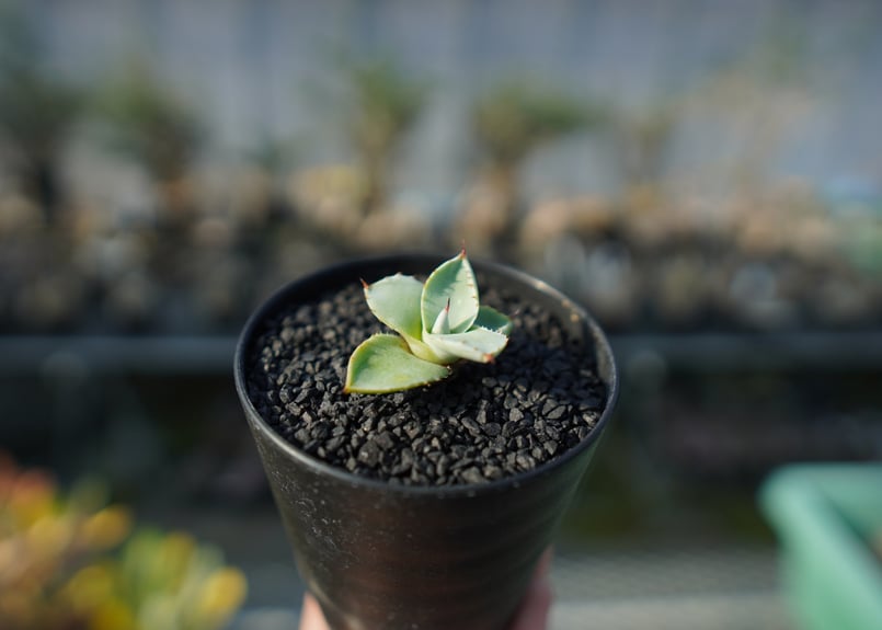 アガベ パリー トランカータ Agave parryi var. truncata | man