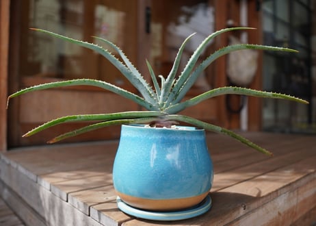 アロエ スプラフォリアータ Aloe suprafoliata