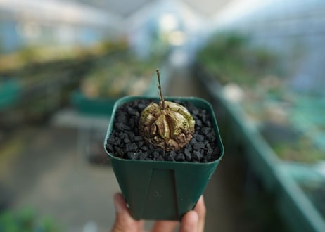 亀甲竜　Dioscorea elephantipes　No.3