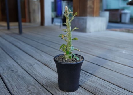 ドルステニア　ギガス　Dorstenia gigas