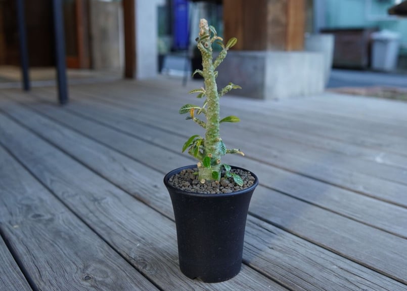 ドルステニア ギガス Dorstenia gigas | mana's green:塊根植物販 ドルステニア ギガス Dorstenia gigas | mana's green:塊根植物販