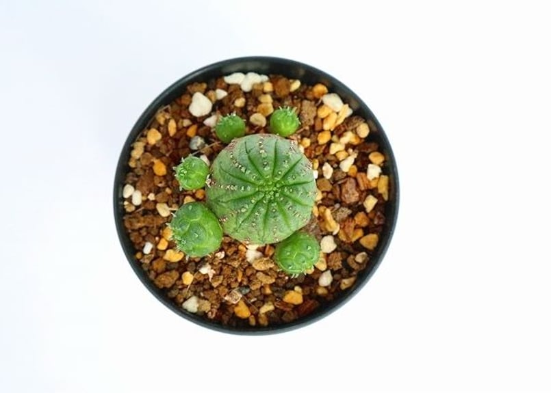 ユーフォルビア オベサ ハイブリッド | mana's farm:塊根植物・アガベ