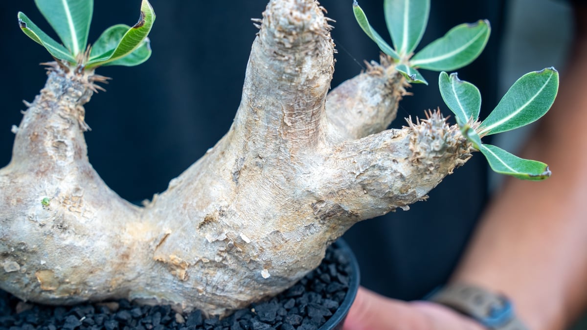 パキポディウム エブレネウム Pachypodium eburneum | mana's fa