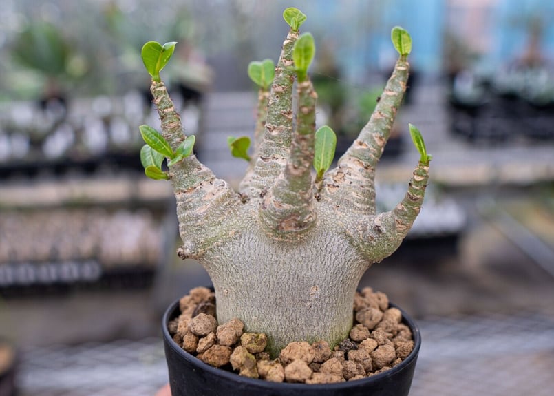 アデニウム スーパードワーフ | mana's farm:塊根植物・アガベ・ドライ