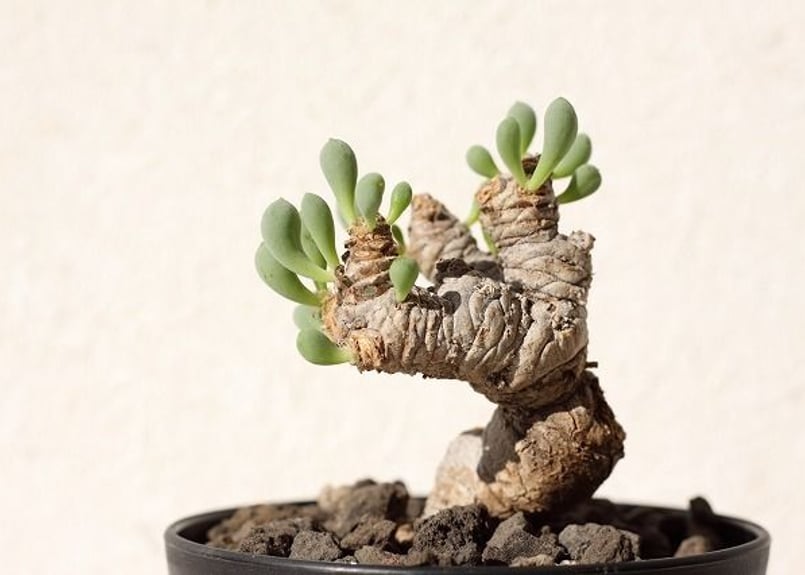 オトンナ クラビフォリア Othonna clavifolia | mana's farm: