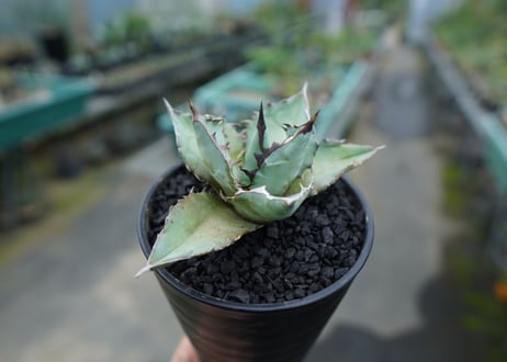 アガベ　チタノタ　ブルー　agave titanota Blue