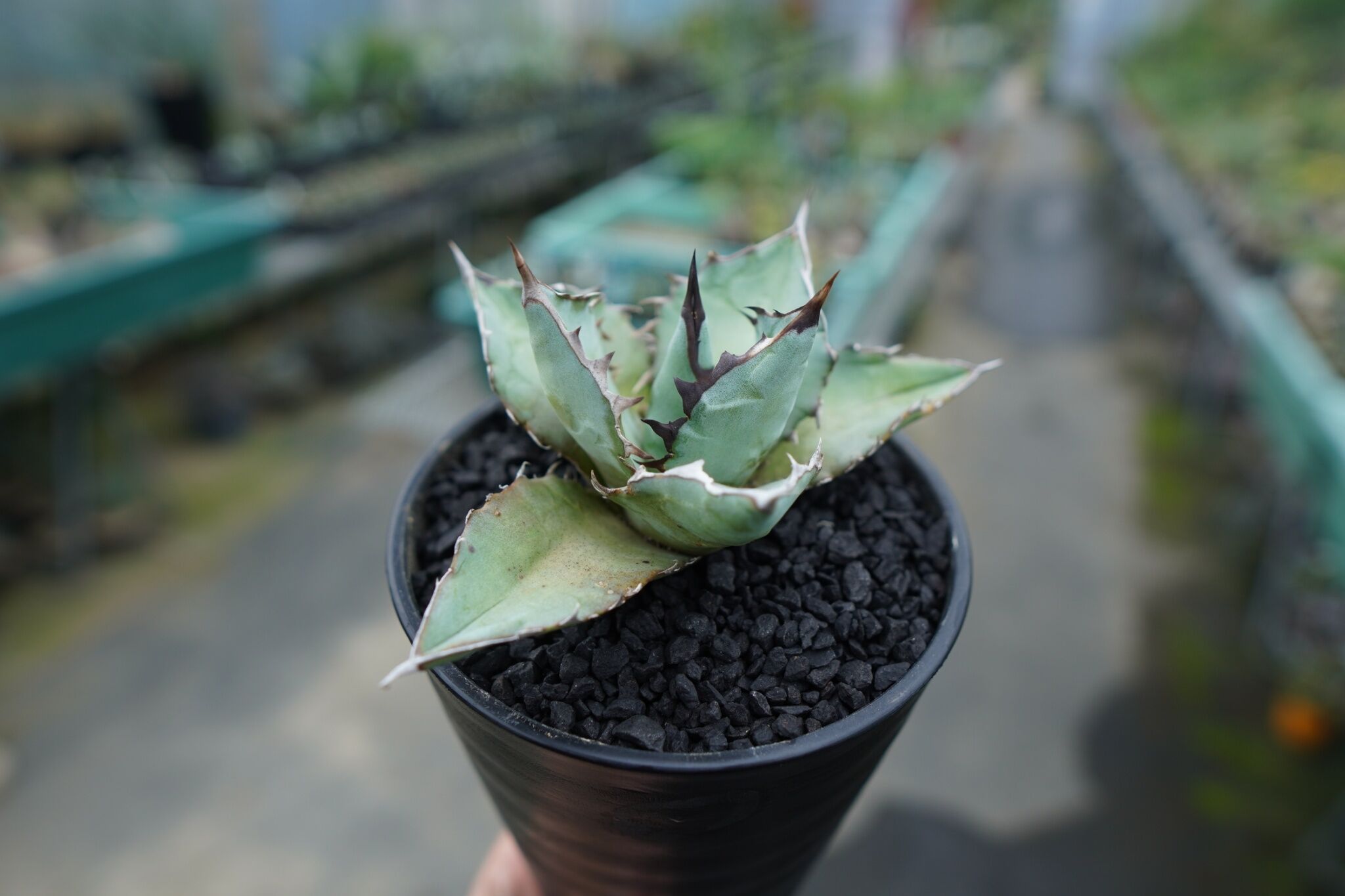 アガベ チタノタ ブルー agave titanota Blue | mana's farm: