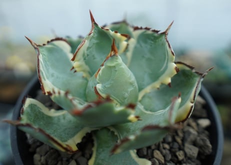 アガベ　兜蟹錦　連棘　Agave isthmensis “Kabutogani” variegata　NO.1