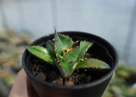 アガベ　チタノタ　ブルー　agave titanota Blue 　No.3