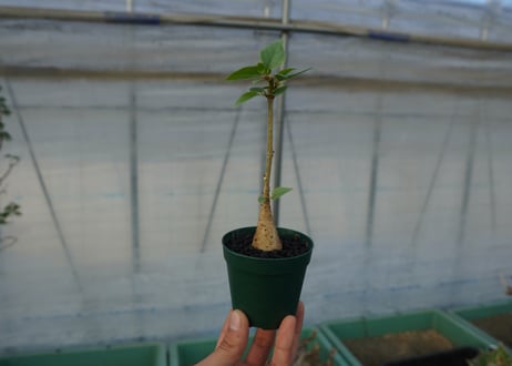 フィカス パルメリー Ficus palmeri  No.2