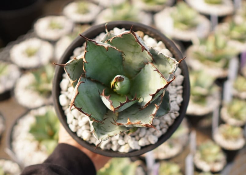 AGAVE TITANOTA イタリアメリクロン変異ロット株（子株付き） AGAVE TITANOTA イタリアメリクロン変異株 - メルカリ