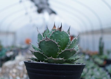 Agave Sowing seeds D 特大
