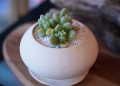 Sedum mocinianum