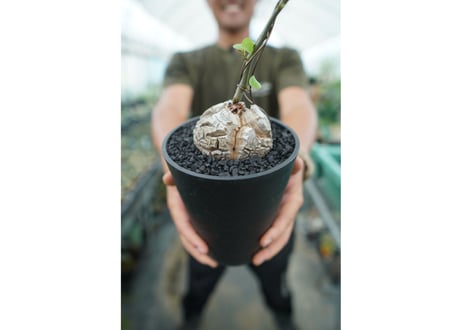 亀甲竜　Dioscorea elephantipes　No.2