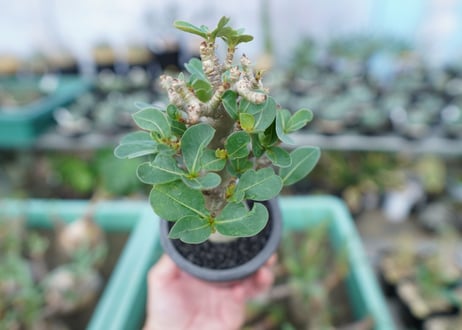 アデニウム　Adenium　No.15