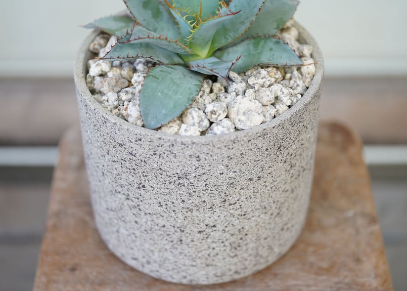 Agave guadalajarana Leon | mana's farm:塊根植物・アガベ