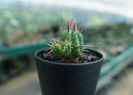 ユーフォルビア　フェロックス　Euphorbia ferox  No.1