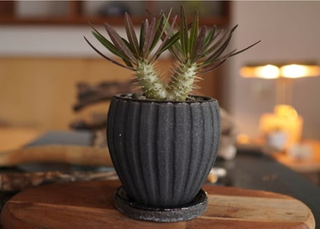 パキポディウム・ロスラーツム　ドラケイ　2頭　Pachypodium rosulatum var. drakei