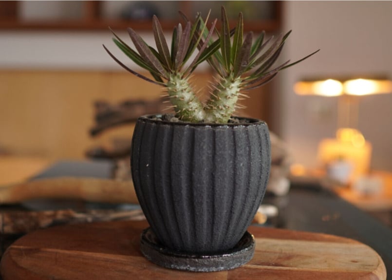 パキポディウム・ロスラーツム ドラケイ 2頭 Pachypodium パキポディウム・ロスラーツム ドラケイ 2頭 Pachypodium