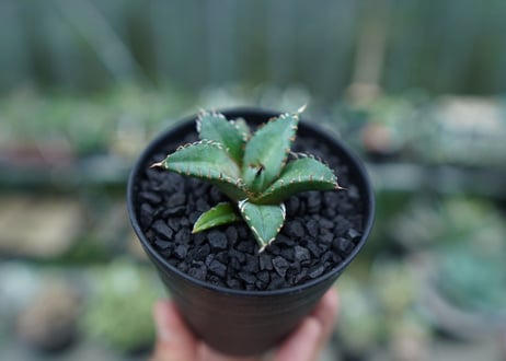 アガベ　チタノタ　FO-76　Agave titanota  FO-76　No.5