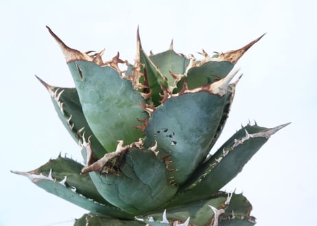 Agave titanota FO-76 compacta dwarf　№3