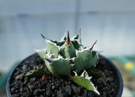 アガベ　チタノタ　FO-76　Agave titanota FO-76　No.1