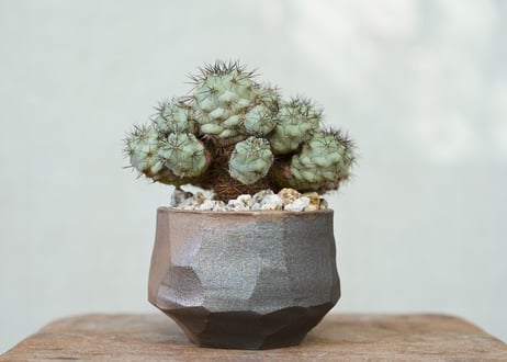 Ortegocactus macdougallii