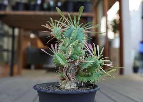 ユーフォルビア　ササガニマル　Euphorbia pulvinata