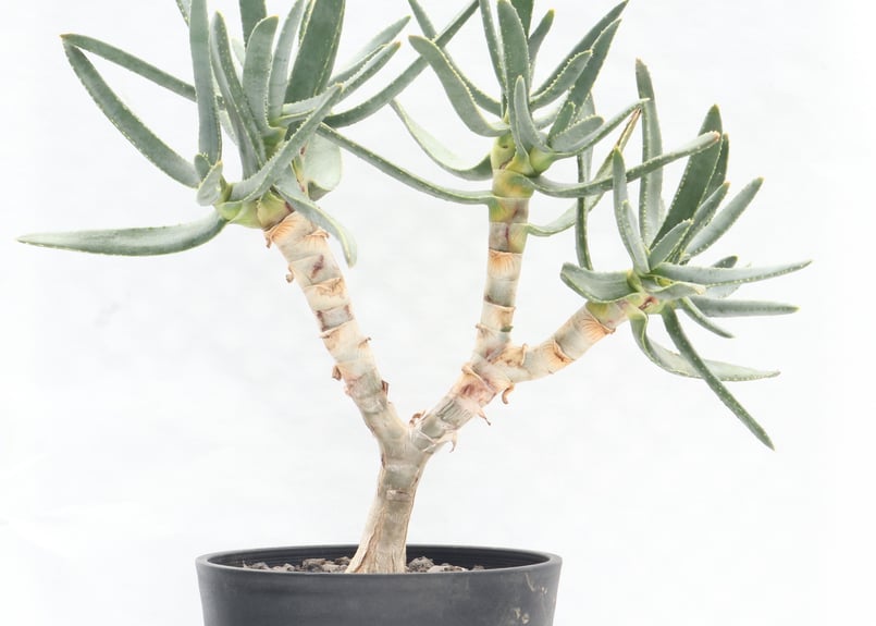 アロエ　ラモシシマ　優良株！　観葉植物　アガベ アロエ ラモシシマ 優良株！ 観葉植物 アガベ - メルカリ