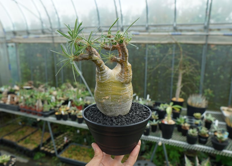 パキポディウム・グラキリス L（Pachypodium gracilius） Pachypodium Gracilius【パキポディウム・グラキリス・実生】 | RIMO'S