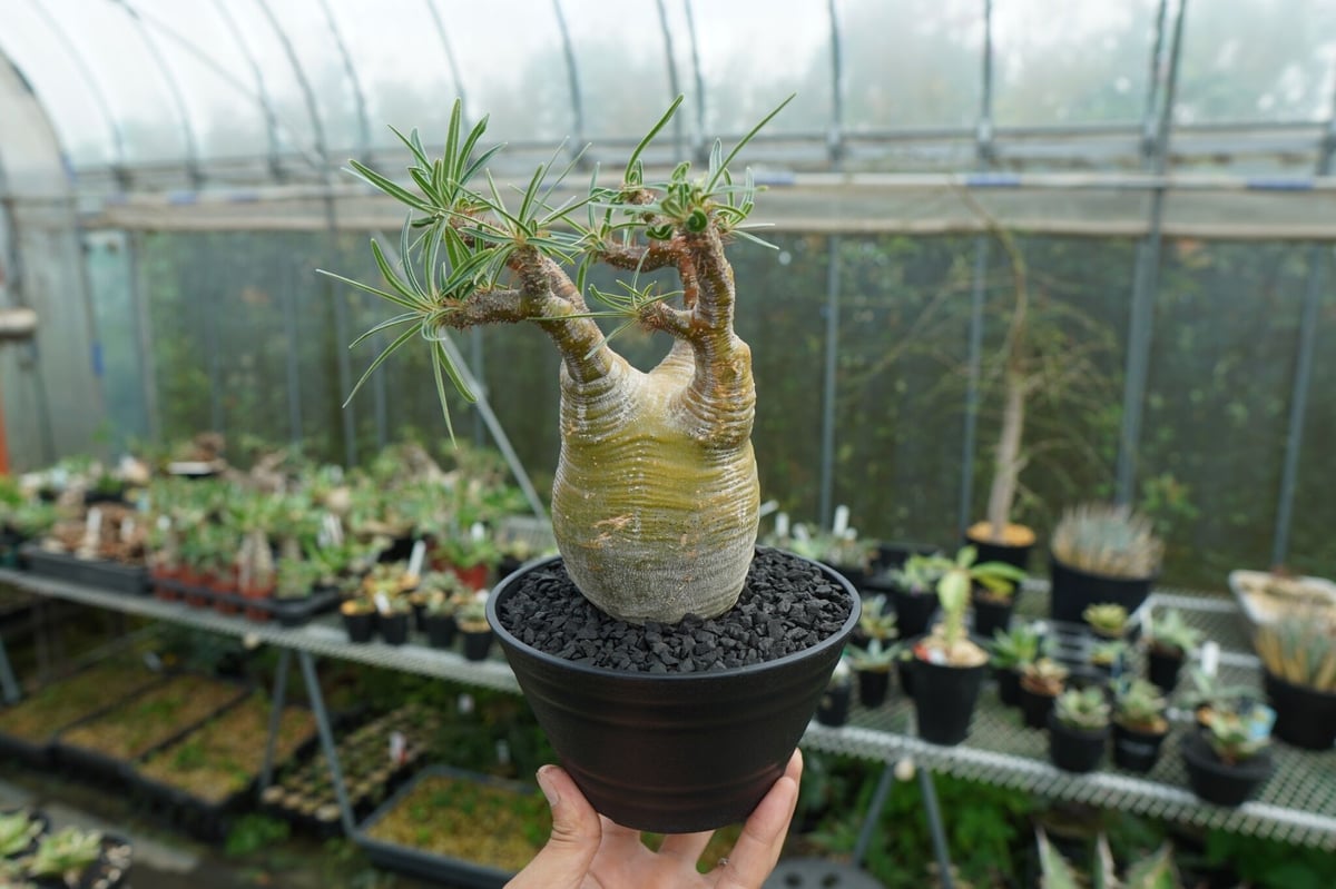パキポディウム グラキリス Pachypodium gracilius ① パキポディウム グラキリス / Pachypodium rosulatum var. grac