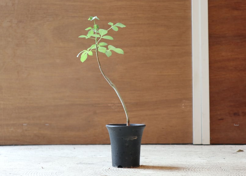 コミフォラオブロンギフォリア コミフォラ オブロンギフォリア | mana's farm:塊根植物・アガベ