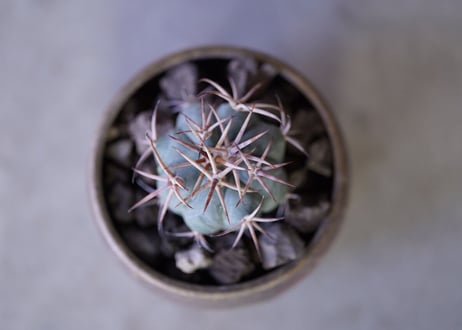 Echinocactus horizonthalonius