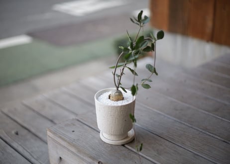 火星人　Fockea edulis