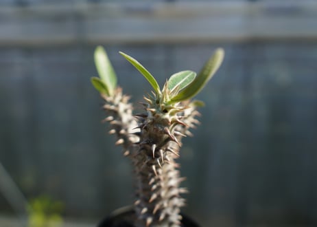 パキポディウム　デンシフローラム Pachypodium densiflorum   No.2