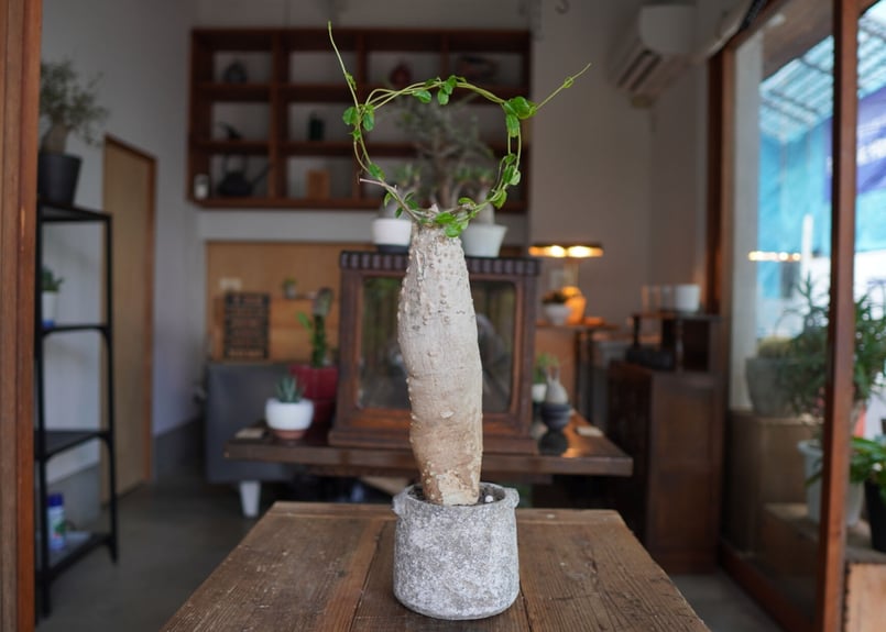 火星人 Fockea edulis | mana's farm:塊根植物・アガベ・ドライガーデ