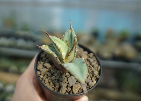 agave titanota 獅子光　lion light