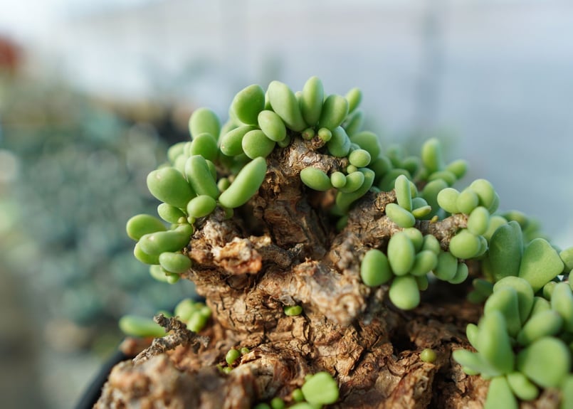 ケラリア ピグマエア Ceraria pygmaea | mana's farm:塊根植物・ア