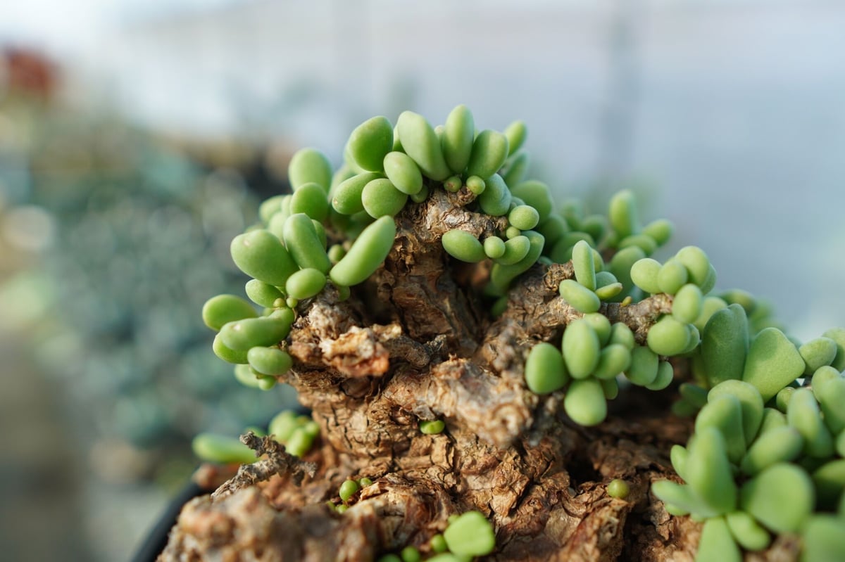 ケラリア　ピグマエア　綴化 ケラリア ピグマエア Ceraria pygmaea 実生 綴化？ モンスト