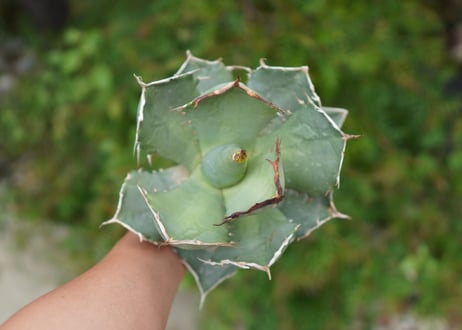 Agave titanota 白鯨 B NO.8