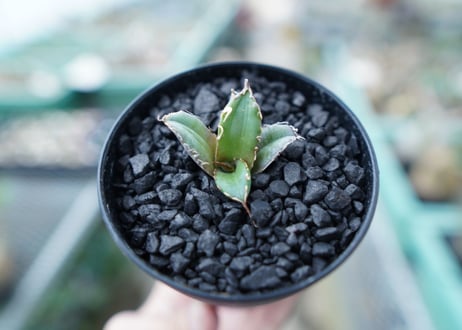アガベ　チタノタ　FO-76　Agave titanota  FO-76　No.29