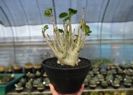 アデニウム　Adenium　No.9
