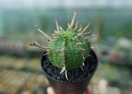 ユーフォルビア　スーパーバリダ　Euphorbia super valida
