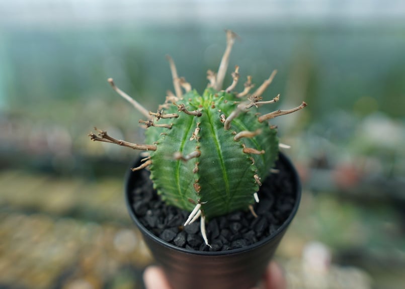 ユーフォルビア スーパーバリダ Euphorbia super valida | mana's