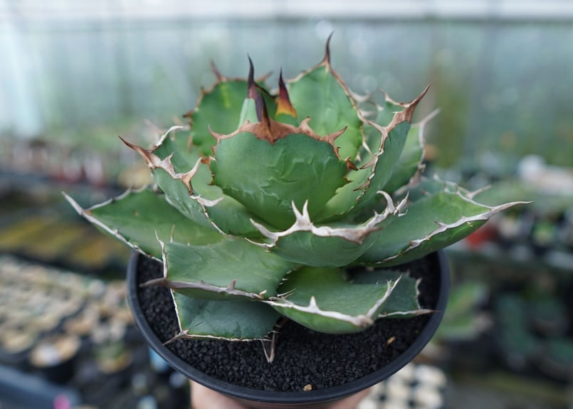 アガベ チタノタ FO-76 agave titanota FO-76 No.1 | man