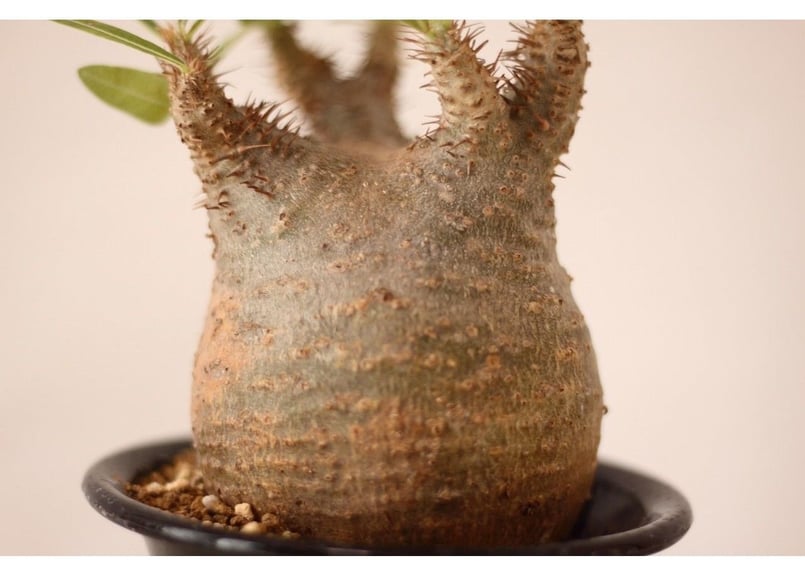 Pachypodium Gracilius パキポディウム グラキリス ワイルド傷有 |