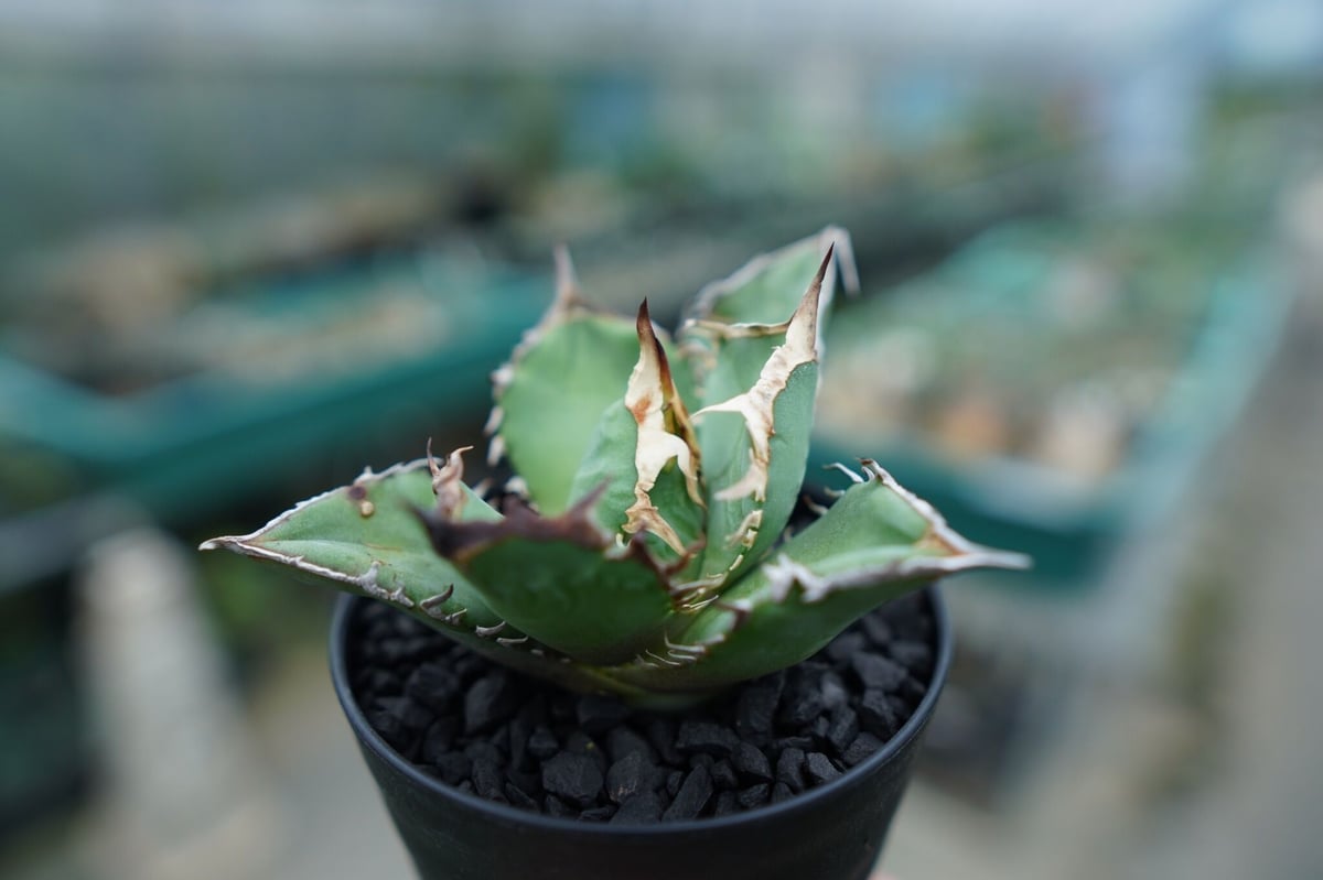 【Nori】アガベ fit=scale-down,w=1200