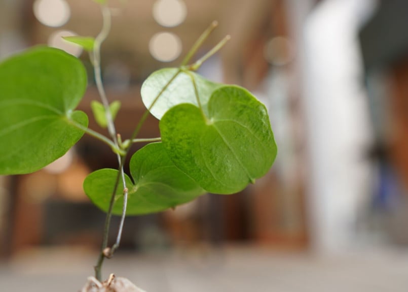 亀甲竜 ”塊根植物スターターセット” NO.2 | mana's farm:塊根植物